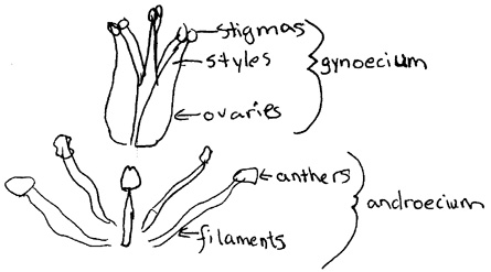 Fabulus potium - Label Emmaüs